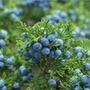 Подушка из можжевельника сувенирная, 10 х 15 см - можжевельник можжевеловая стружка