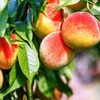 Бальзам для губ Мятный поцелуй, 5 г - персиковое масло персиковое масло