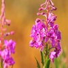 Иван-чай Кедровый, 60 г - иван-чай кипрей узколистный ферментированный