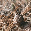 Эликсир MEGRE, 30 мл - шишка кедровая масло шишки кедра сибирского